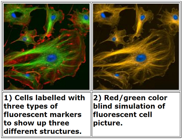 A cell stained with flourescent dyes, producing green and red areas. On the right is a simulation of the same cell seen by someone with red-green color blindness. The green are red areas appear yellow in the simulation.