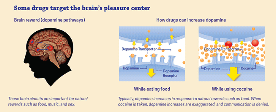 Illustration of dopamine targeting in the brains pleasure center