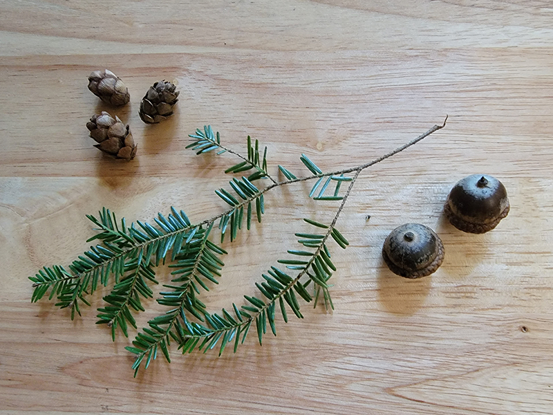 Hemlock branch and pinecones, and three red oak acorns