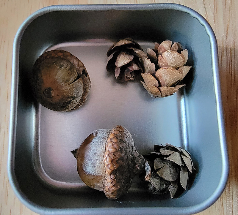 small tin box with hemlock pinecones and red oak acorns