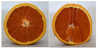 an oragne cut in two different ways to illustrate different cross sections