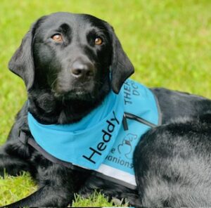 Black lab laying in the grass with a teal blue bandana and vest. The bandana reads "Heddy", her name, in black text.