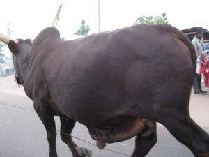 Cow walking on a city street