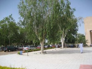 Serene campus with trees and white tiled courtyard, where a man dressed in white walks. Cars are parked in the parking lot to the left.